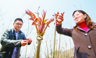 北京密云县:香椿未下树 村干部先跑销路