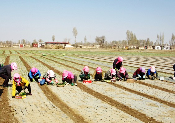 甘肃临泽县平川镇“洋葱苗”变“致富苗”