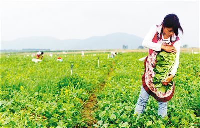 ���ϲ����أ��ǵ��﹡����ũҵ��չǧ����