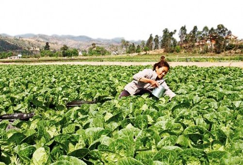 ���Ʋˡ�����1350��� ������̬������