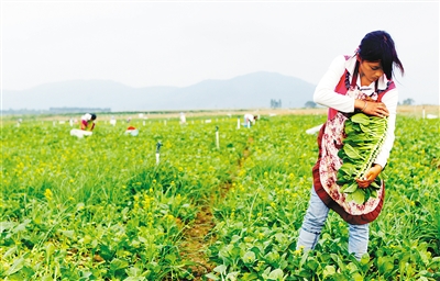 ���ϲ������ǵ��﹡����ũҵ��չǧ����