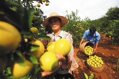 ���ϣ�Ʒ��ũҵ�ġ�����������