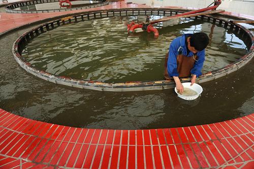 天津首批优质鱼苗销往全国各地