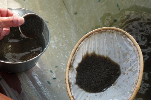 4月15日,天津市换新水产良种场的工作人员在销售鱼苗。