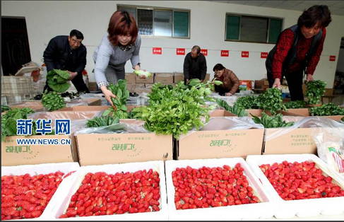 ɽ¶«Ôæ×¯¡°¼¯ÍÅ»¯¡±ÖÖ²ËÖúũָ»