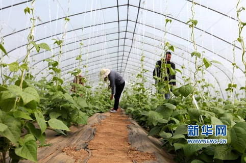 4ÔÂ15ÈÕ£¬ÔÚÔæ×¯ÑîÄþ¼¯ÍÅÊß²ËÖÖÖ²»ùµØ£¬¼¼ÊõÈËÔ±ÔÚÎÂÊÒ´óÅïÄÚ¹ÜÀíÜ¿¶¹¡£