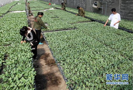 4ÔÂ14ÈÕ£¬ÔÚÔæ×¯ÊÐÊÐÖÐÇøÒ»¼ÒÊß²ËÖÖÖ²»ùµØ£¬¼¼ÊõÈËÔ±ÔÚÎÂÊÒ´óÅïÄÚ¹ÜÀíÊß²ËÑíÃç¡£