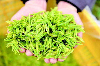 贵州榕江白茶成为致富“金种子”