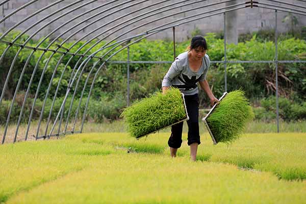 4��15�գ��ڹ����������ڰ��ظ�ʯ������ũ�������磬һ��ũ���ڰ������硣