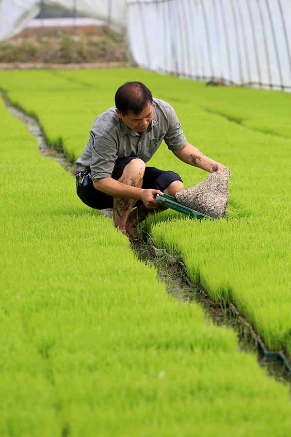 4��15�գ��ڹ����������ڰ��ظ�ʯ������ũ�������磬������Ա�ڲ鿴�������������