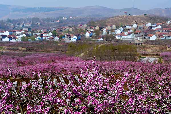 �����ؾ�կ����ɽ�Ӵ�ɽ��ʢ�����һ���4��15���㣩��