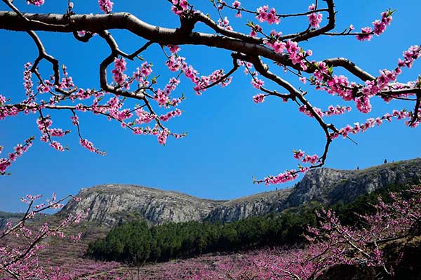 �����ؾ�կ����ɽ�Ӵ�ɽ��ʢ�����һ���4��15���㣩��