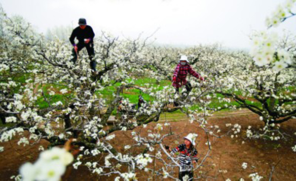 ������ɽ�������� ������