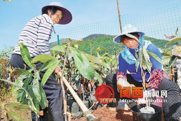 福建龙岩新罗适中台湾名优花果苗木繁育基地开始繁育
