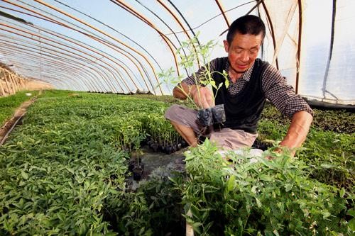 新疆兵团:温棚育苗增收