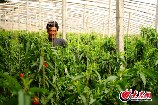 ڵҡʡСڴڣ֦ҶҪӹԷʵ̫ѹ֦