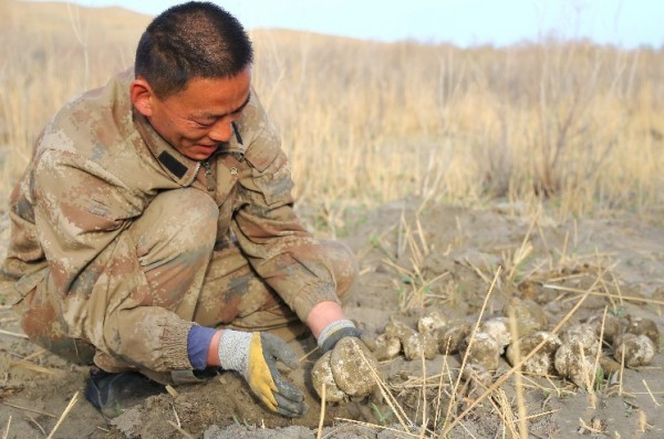 新疆博斯腾湖畔芦苇菇丰收 走俏市场
