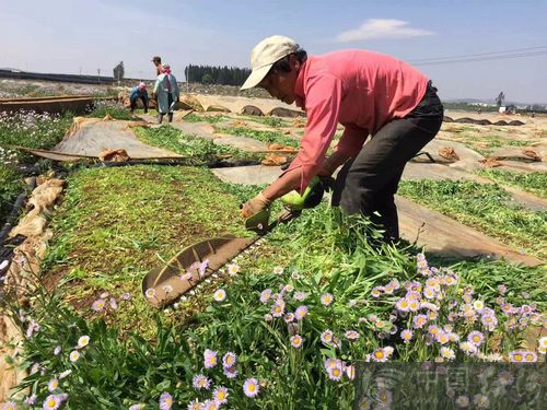 云南泸西:小小灯盏花 谱写“致富经”