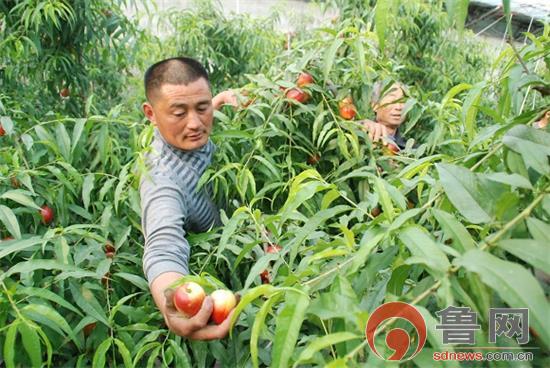 ɽ��ƽ�أ���ɫ����������ũ����