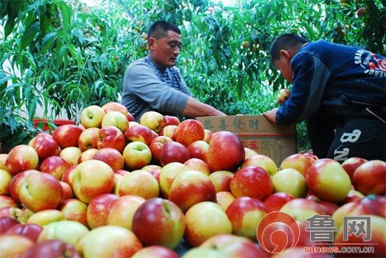 4��22�գ�ƽ��������Ʒ��ֲרҵ��������Ա�����ϲժ�������ҡ�