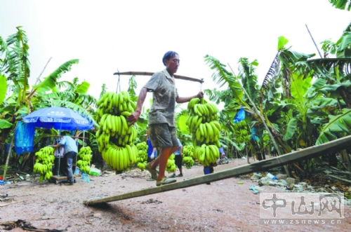 广东中山市去年有17个种植户收入均达百万