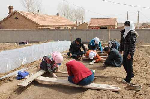 内蒙古赤峰市:敖汉旗木头营子乡落实甜菜种植面积8000亩