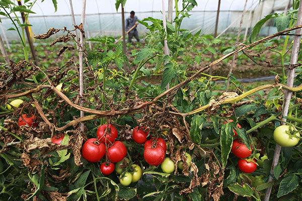 423գ㽭ʡ״壬ֲǧ׼ȥ1Ķѵأֻƹϡ