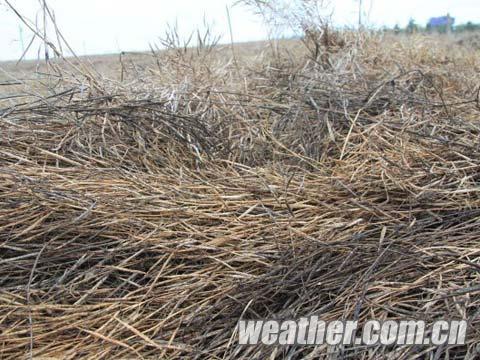 雨雪天气再袭青海 门源油菜抢收中断