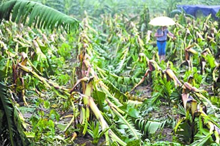海南今明天持续强降雨 需防农田积涝