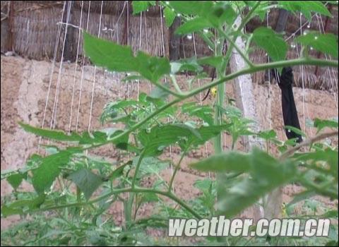 河北降雨日照减少 大棚蔬菜出现病害