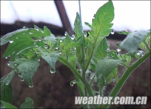 河北降雨日照减少 大棚蔬菜出现病害