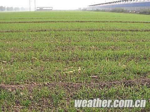 河北天气晴好气温适中 秋种工作进入尾声