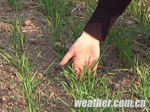 河北天气晴好气温适中 秋种工作进入尾声