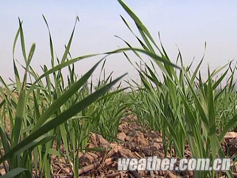 河北天气晴好气温适中 秋种工作进入尾声