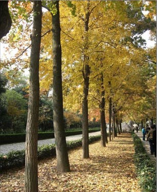 南京冷雨过后天气凉 今晨最低温度仅8℃