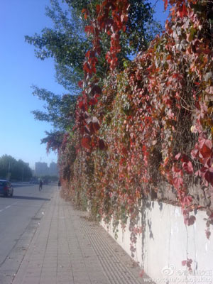 北京阴雨遮暖阳 温差加大催红红叶