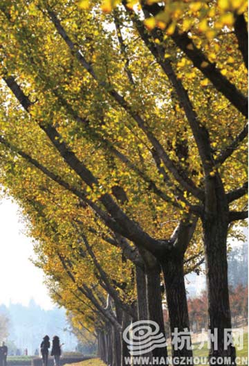 ȫ��������Ϊ�� ���³ʻ�����������