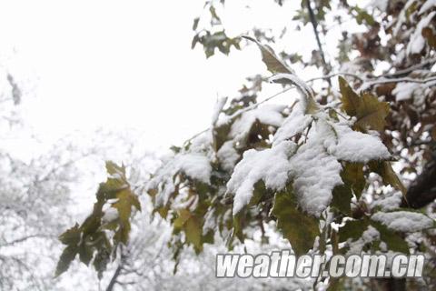 �ӱ�ӭ����Χ��ѩ ����̨������ѩ��ɫԤ��