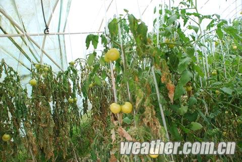 ����Ԫ�����ڽ����ִ�Χѩ�� 