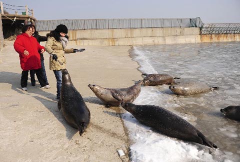 烟台持续低温海豹湾结冰(组图)