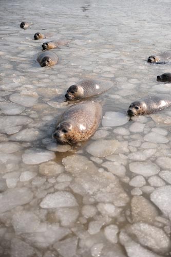 烟台持续低温海豹湾结冰(组图)
