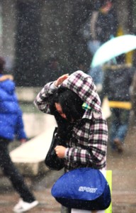 昨天,苏城飘起了雪绒花。小蒋/摄 昨天,苏城飘起了雪绒花。小蒋/摄