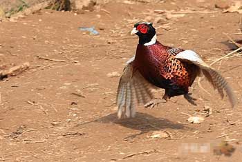 ���𻪣�ɽ����ҵ�� 1��׬70����