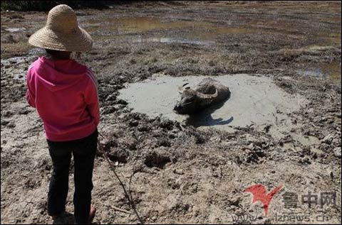 云南村民为节水卖掉牲畜 洗澡洗衣成奢望(组图)