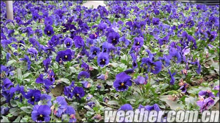 近期南宁气温起伏 多变天气难挡春意显现