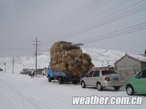 �ຣ�ʵ½�ѩ����������� �ǲݹ�Ӧ�ɹؼ�