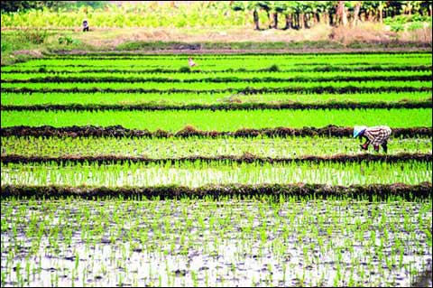 �ҹ��Ϸ�����Ŵ��� ����Ӱ�������ڱ�