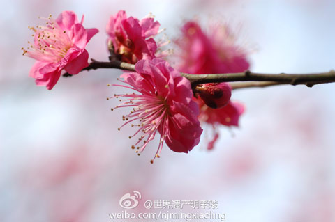 南京低温寡照推迟梅花开放花期