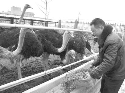 养殖“大笨鸟”敲开致富门 养殖“大笨鸟”敲开致富门