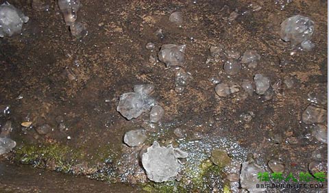 ������ѩ�ۼ����� ���ϻ��϶���������ʢ